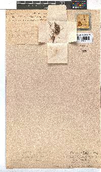 Erica filamentosa image