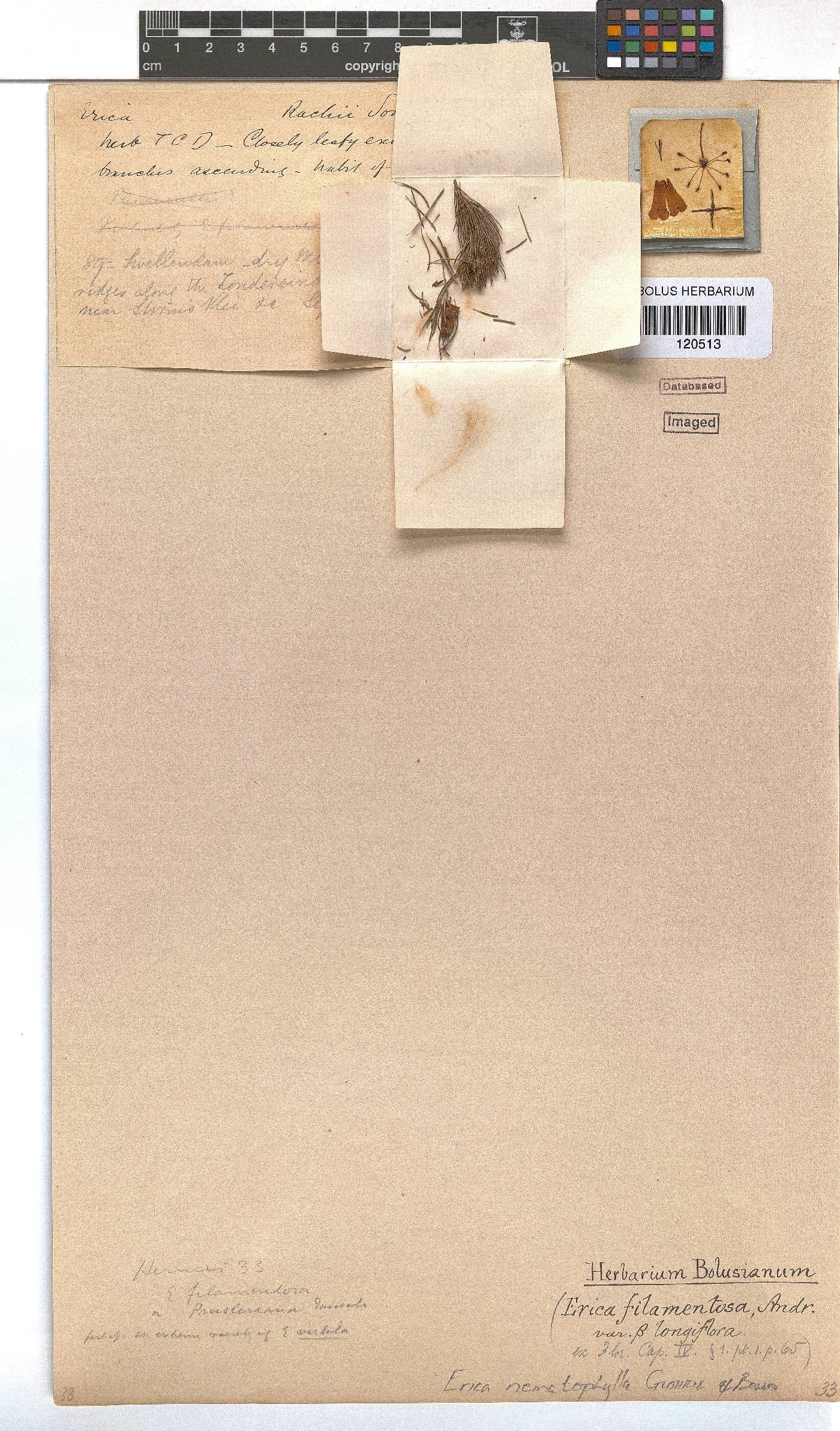 Erica filamentosa image