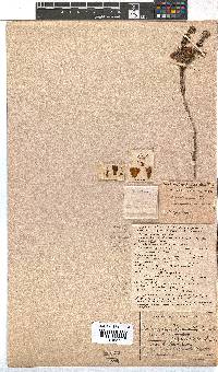 Erica filamentosa image