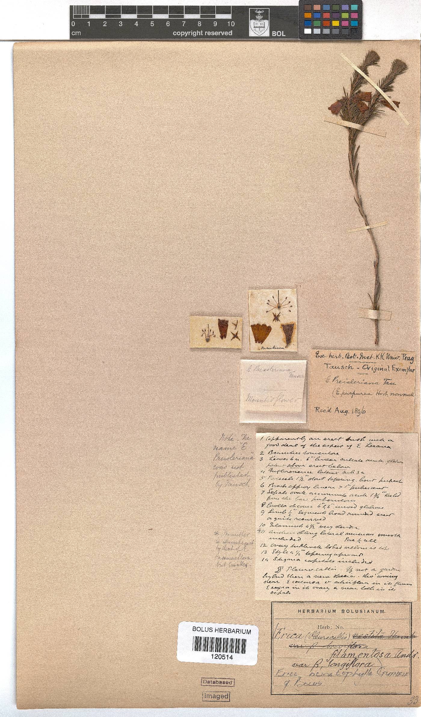 Erica filamentosa image