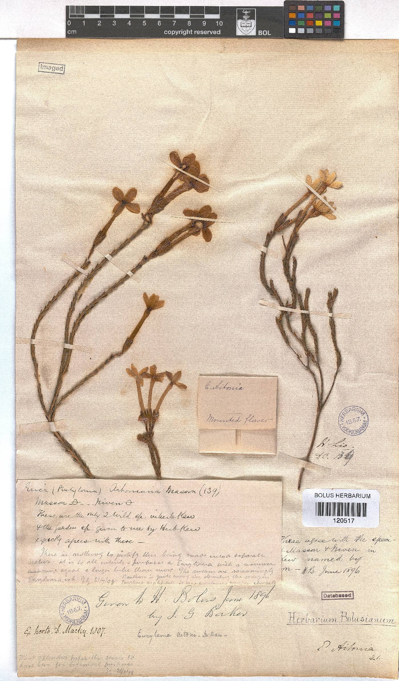 Erica jasminiflora image