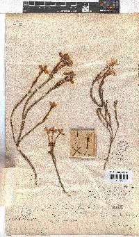 Erica jasminiflora image