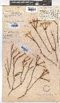 Erica jasminiflora image