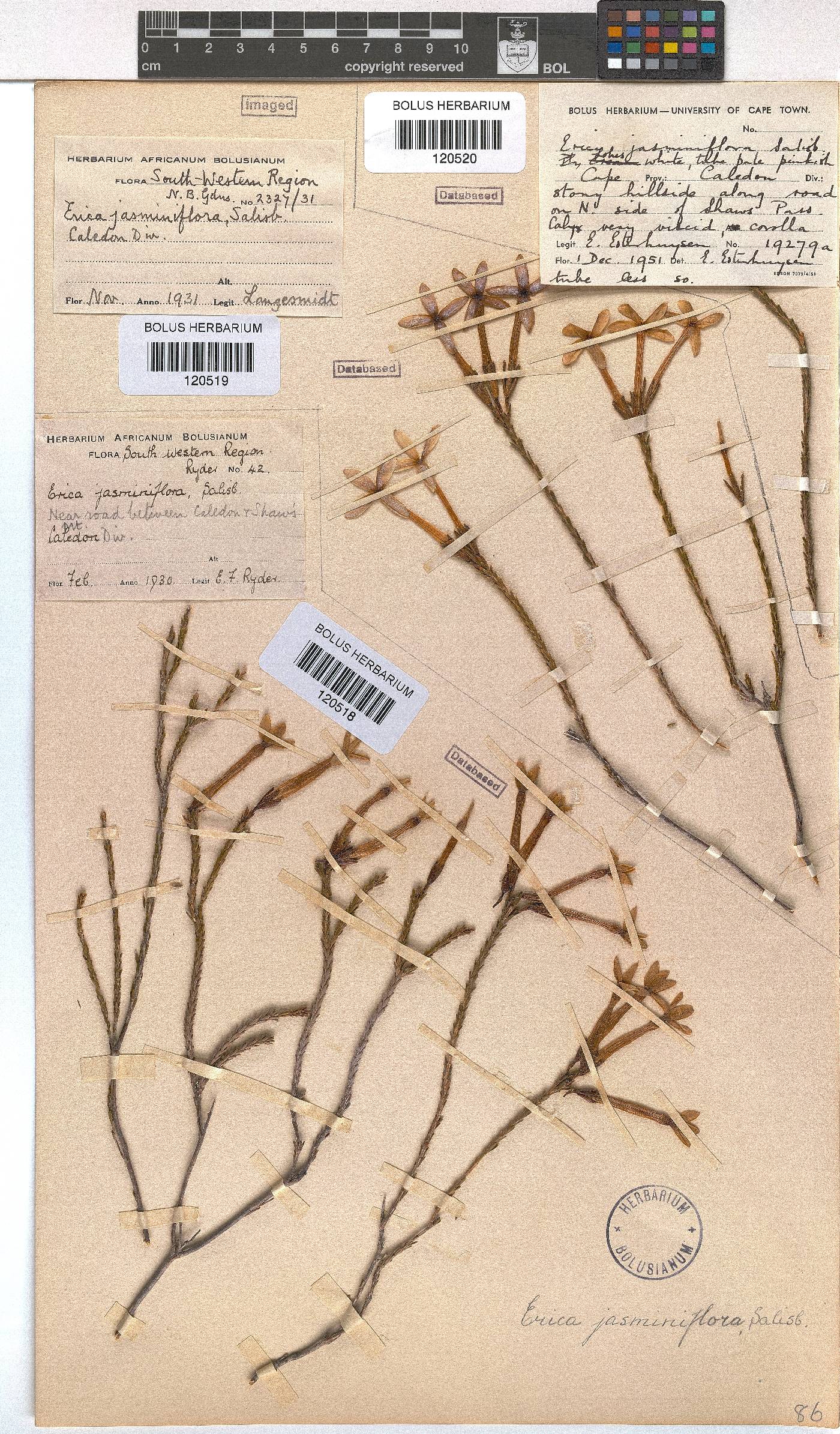 Erica jasminiflora image