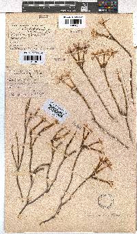 Erica jasminiflora image