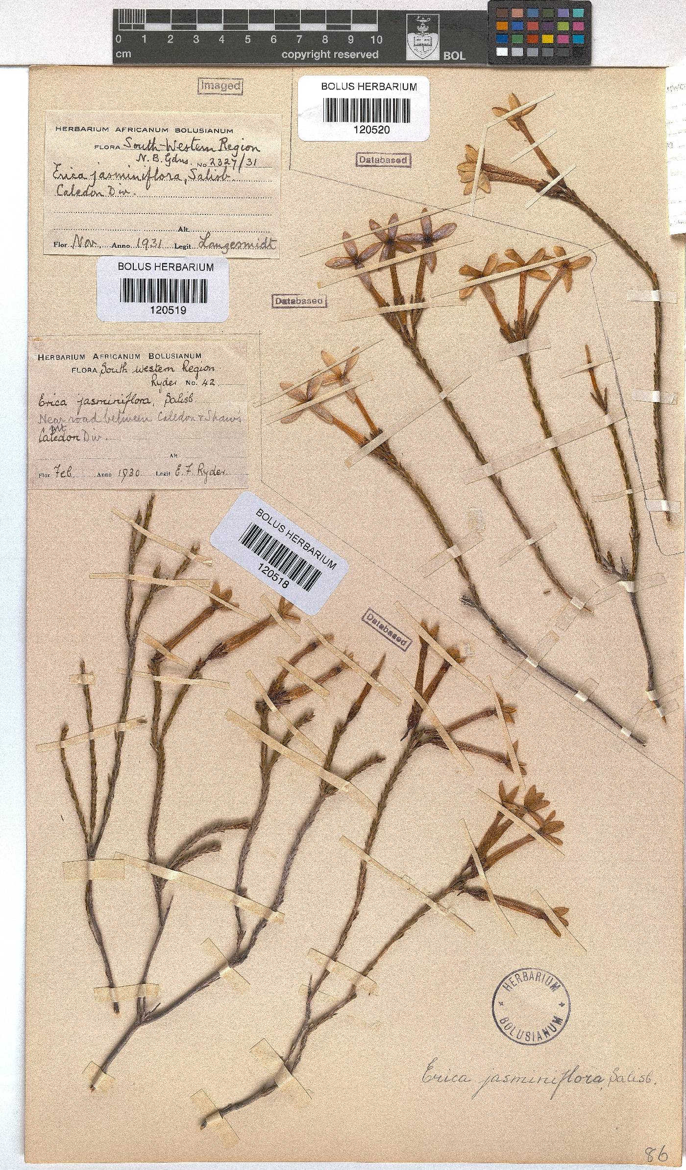 Erica jasminiflora image