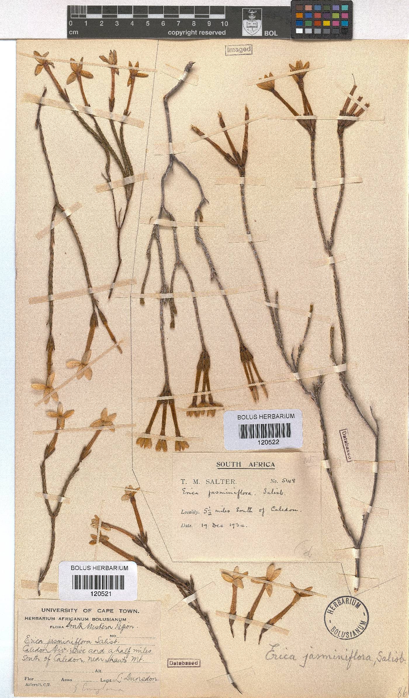 Erica jasminiflora image