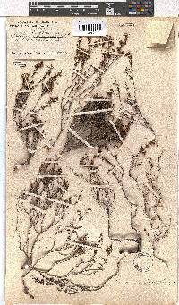 Erica brachysepala image