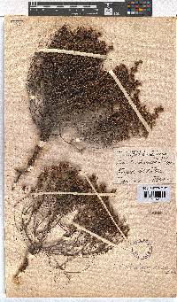 Erica brachysepala image