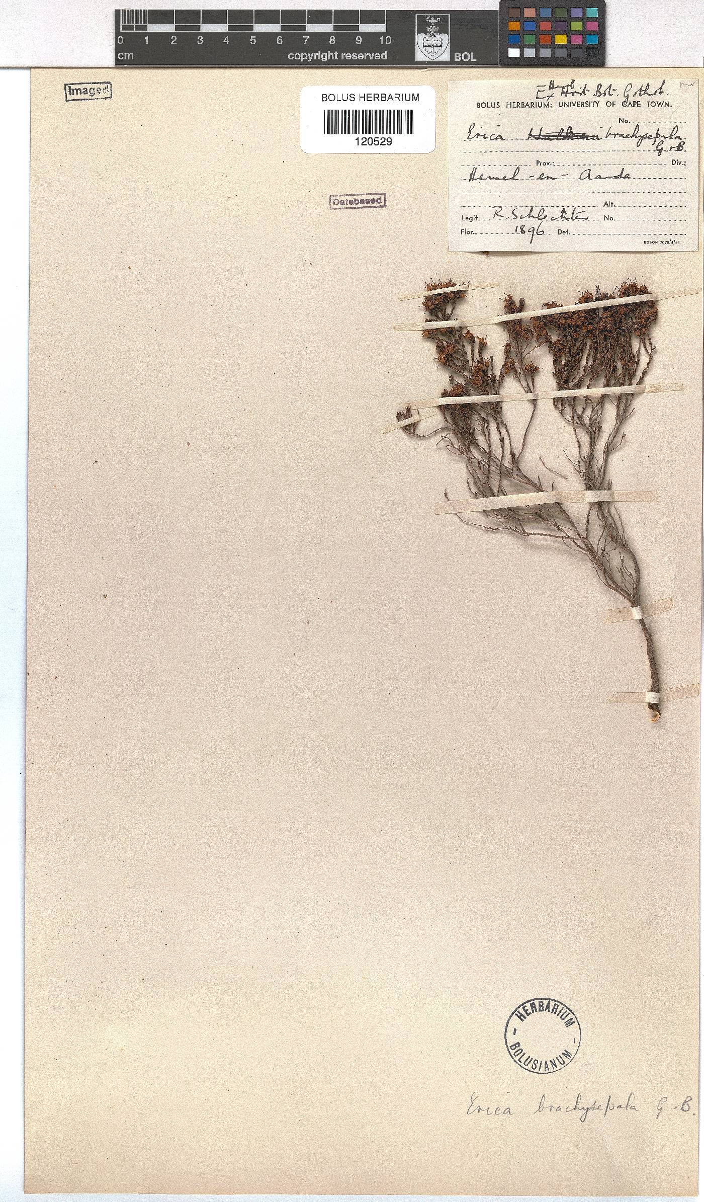 Erica brachysepala image