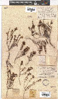 Erica brachysepala image