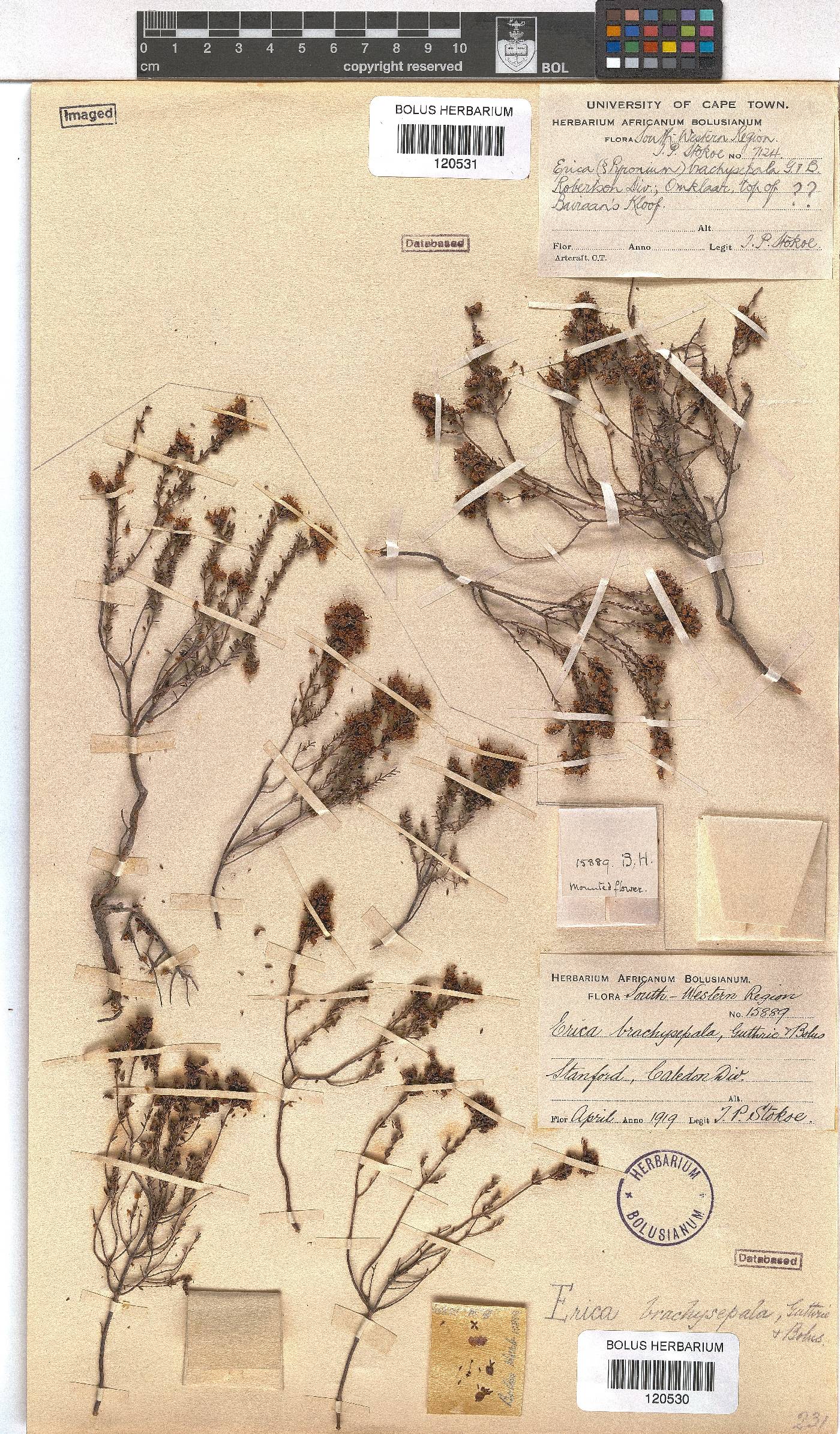 Erica brachysepala image