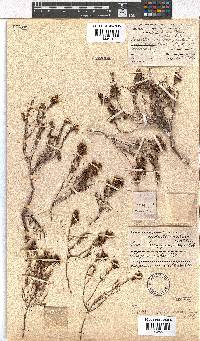 Erica brachysepala image