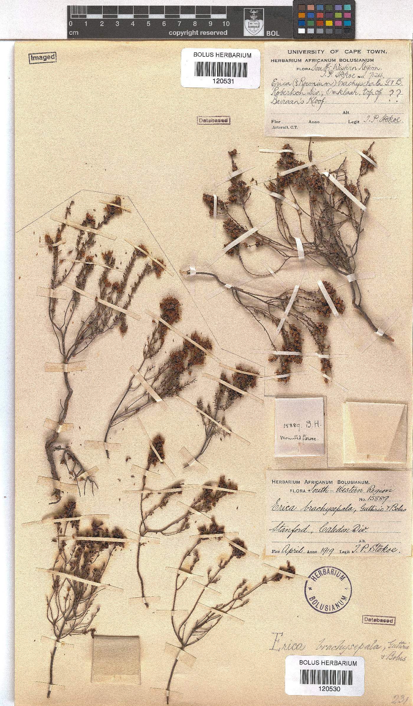 Erica brachysepala image