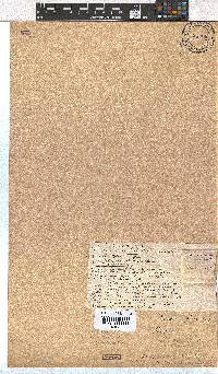 Erica ustulescens image