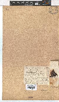 Erica ustulescens image