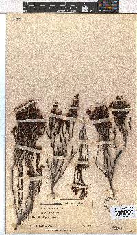 Erica ustulescens image