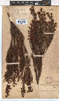 Erica ustulescens image