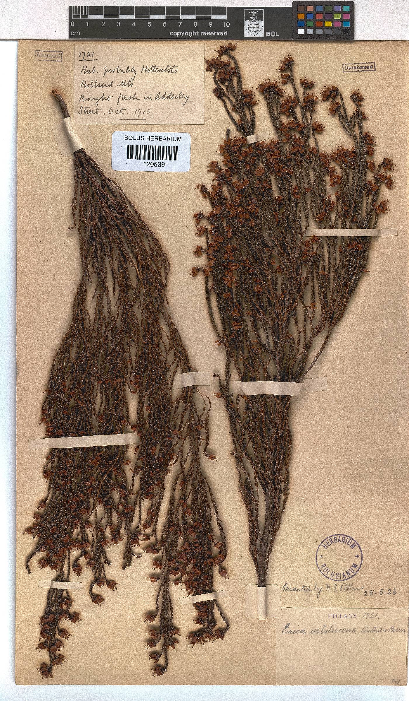 Erica ustulescens image