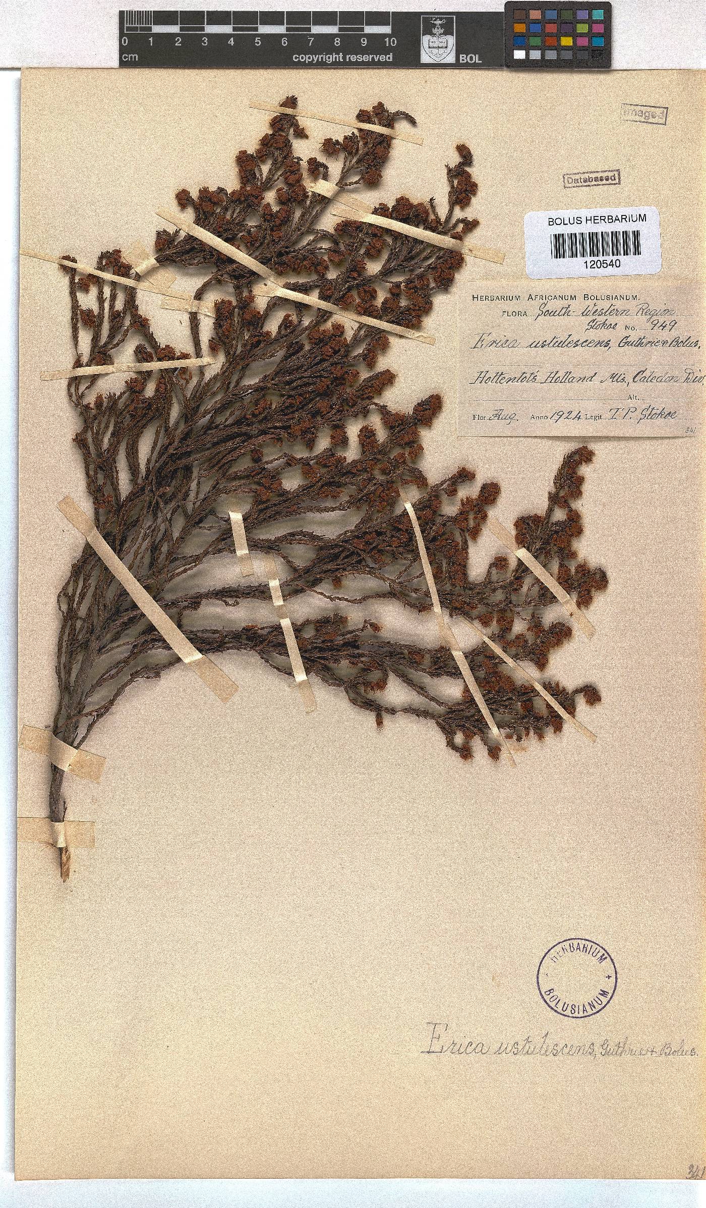 Erica ustulescens image