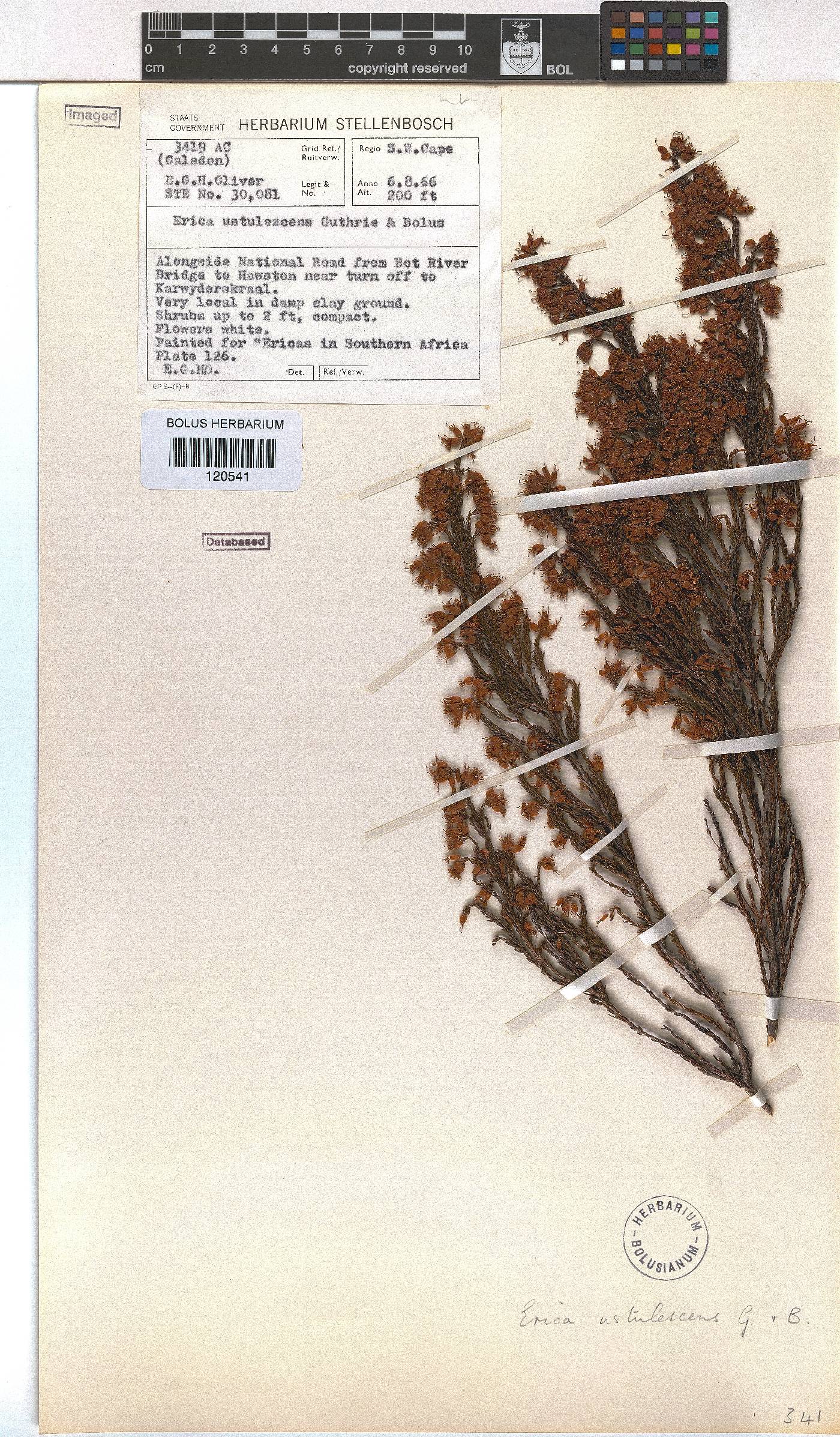 Erica ustulescens image