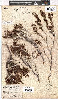 Erica rubiginosa image