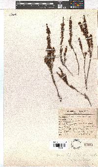 Erica rubiginosa image