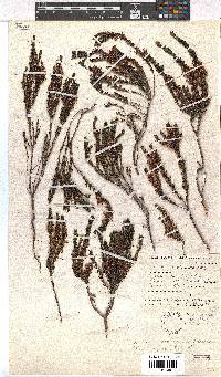 Erica rubiginosa image