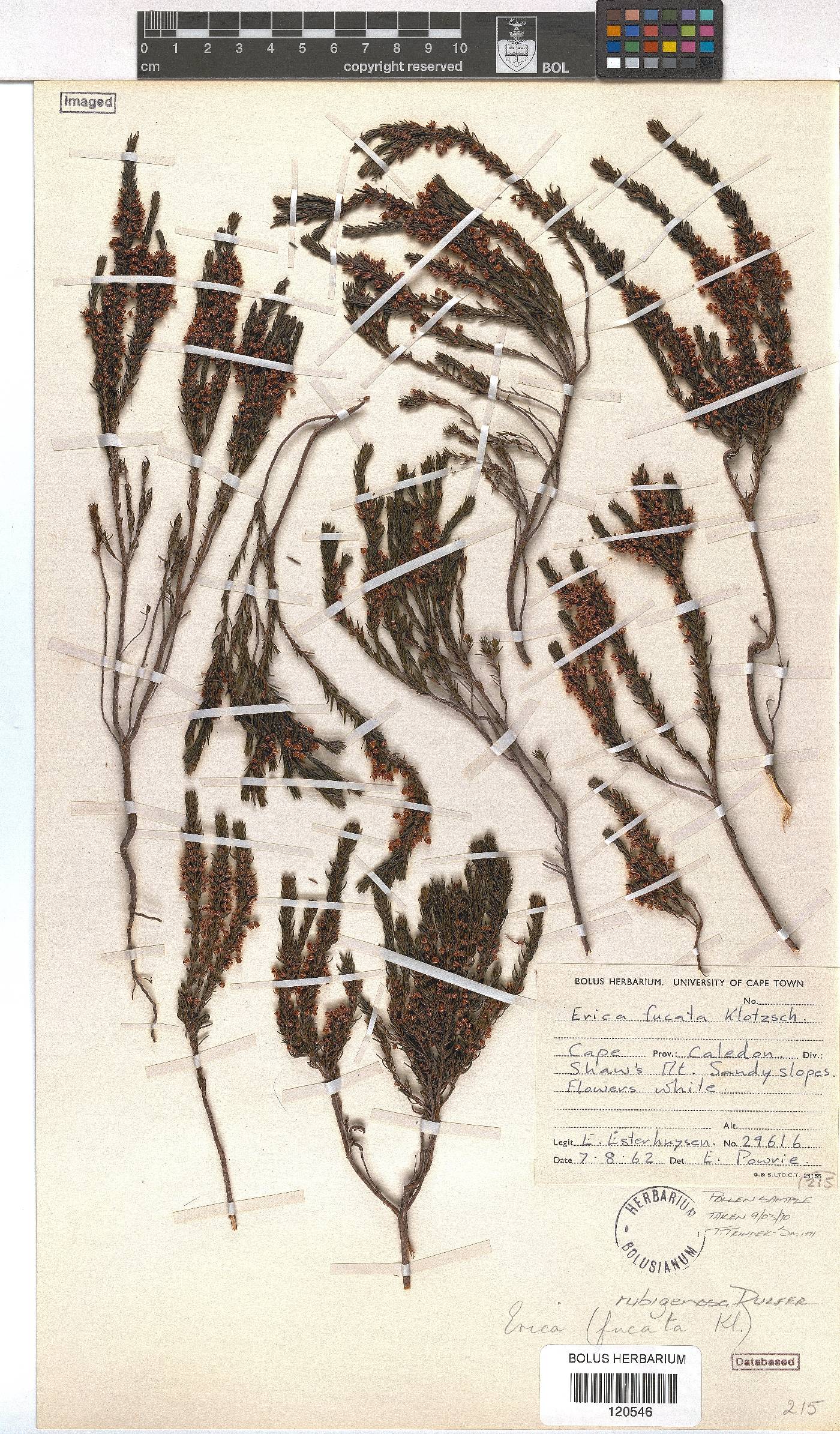 Erica rubiginosa image