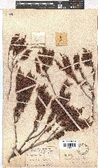 Erica rubiginosa image