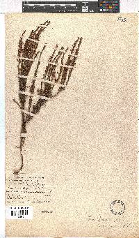 Erica rubiginosa image