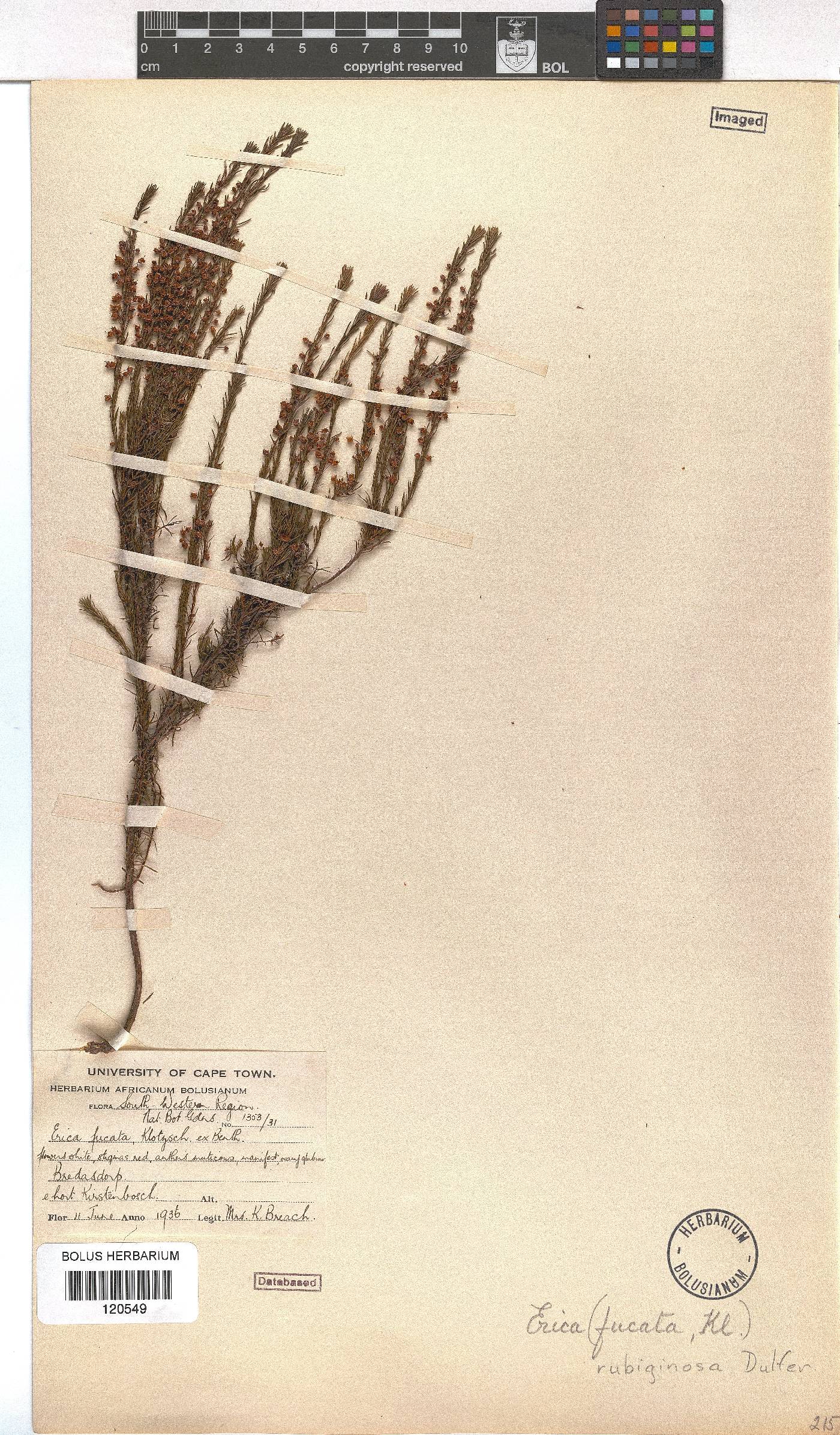 Erica rubiginosa image