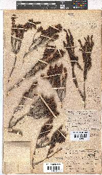 Erica rubiginosa image