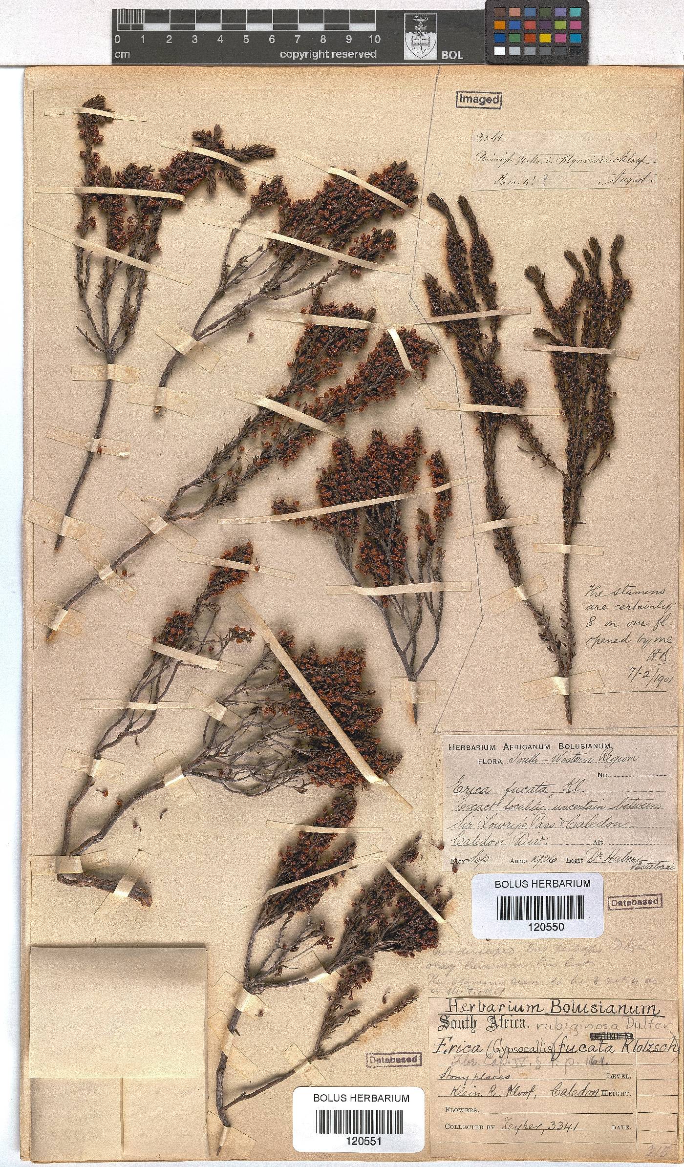 Erica rubiginosa image