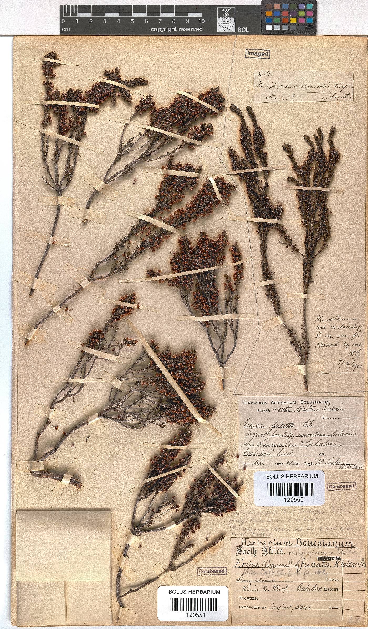 Erica rubiginosa image