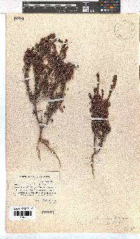 Erica rubiginosa image