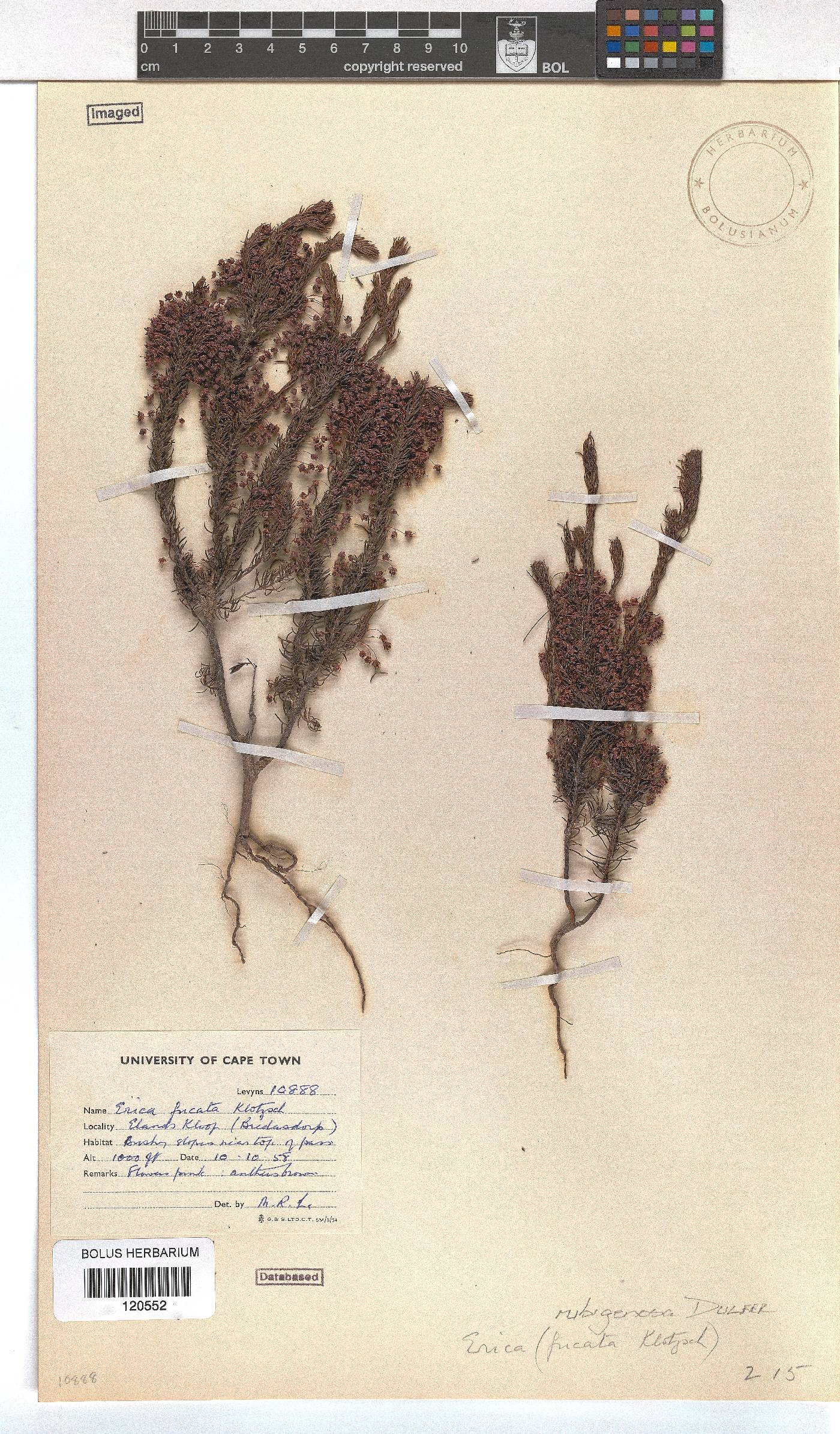 Erica rubiginosa image
