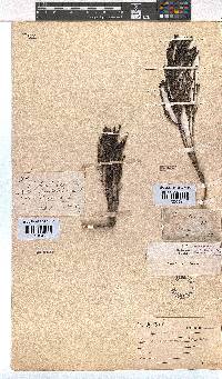 Erica rubiginosa image