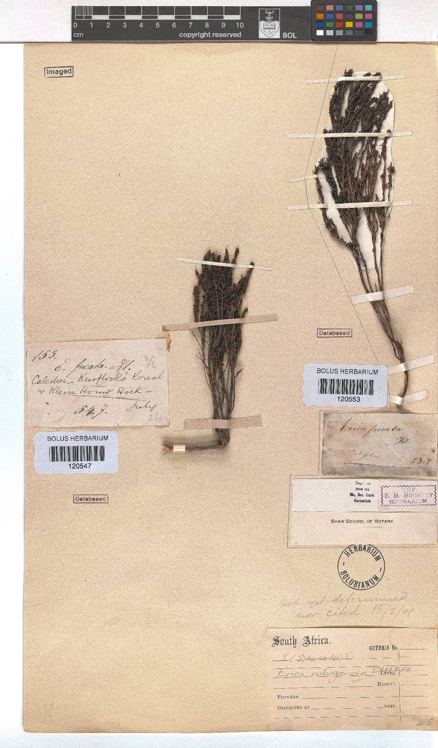 Erica rubiginosa image