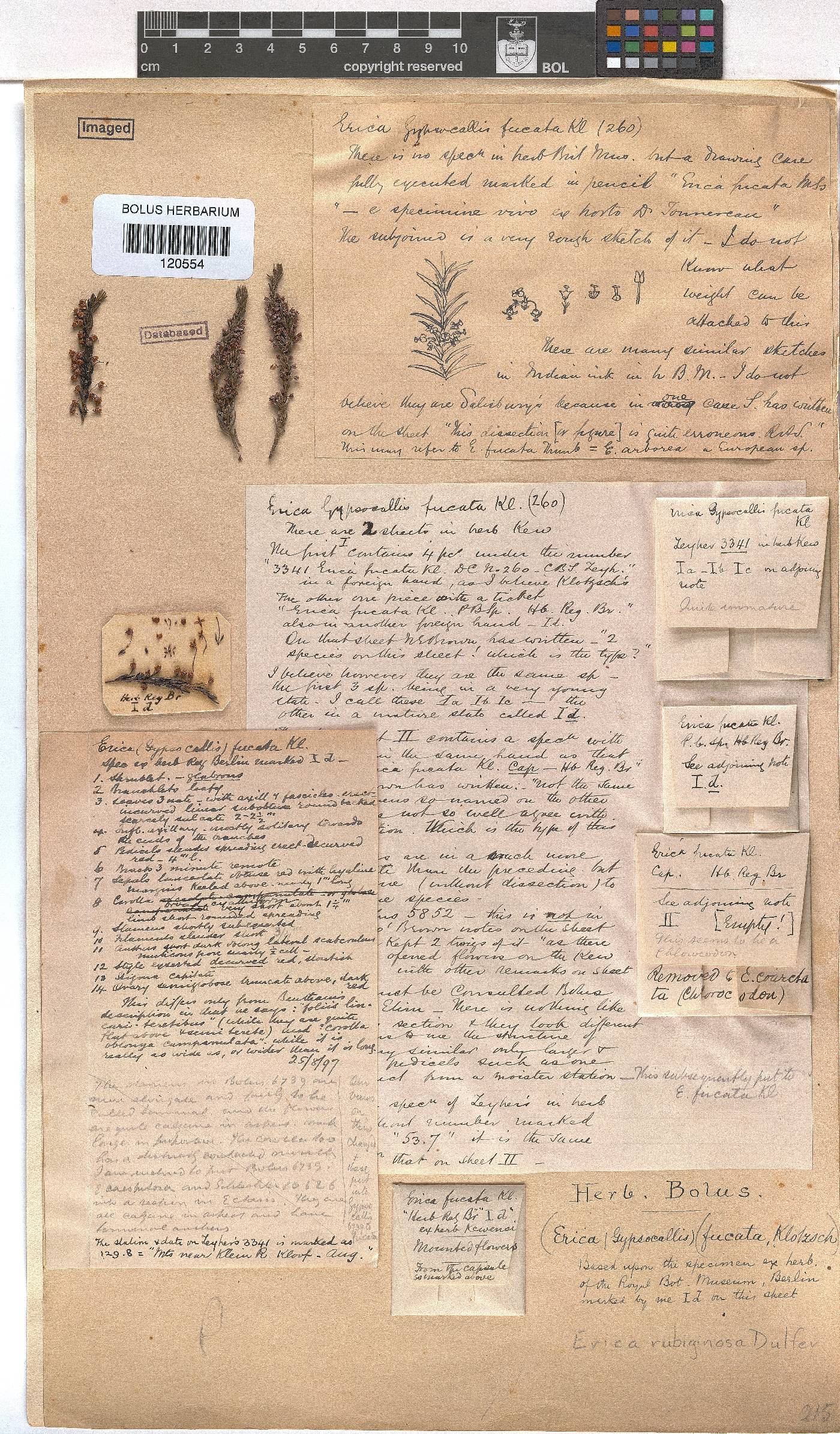 Erica rubiginosa image