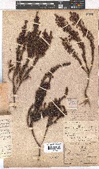 Erica rubiginosa image