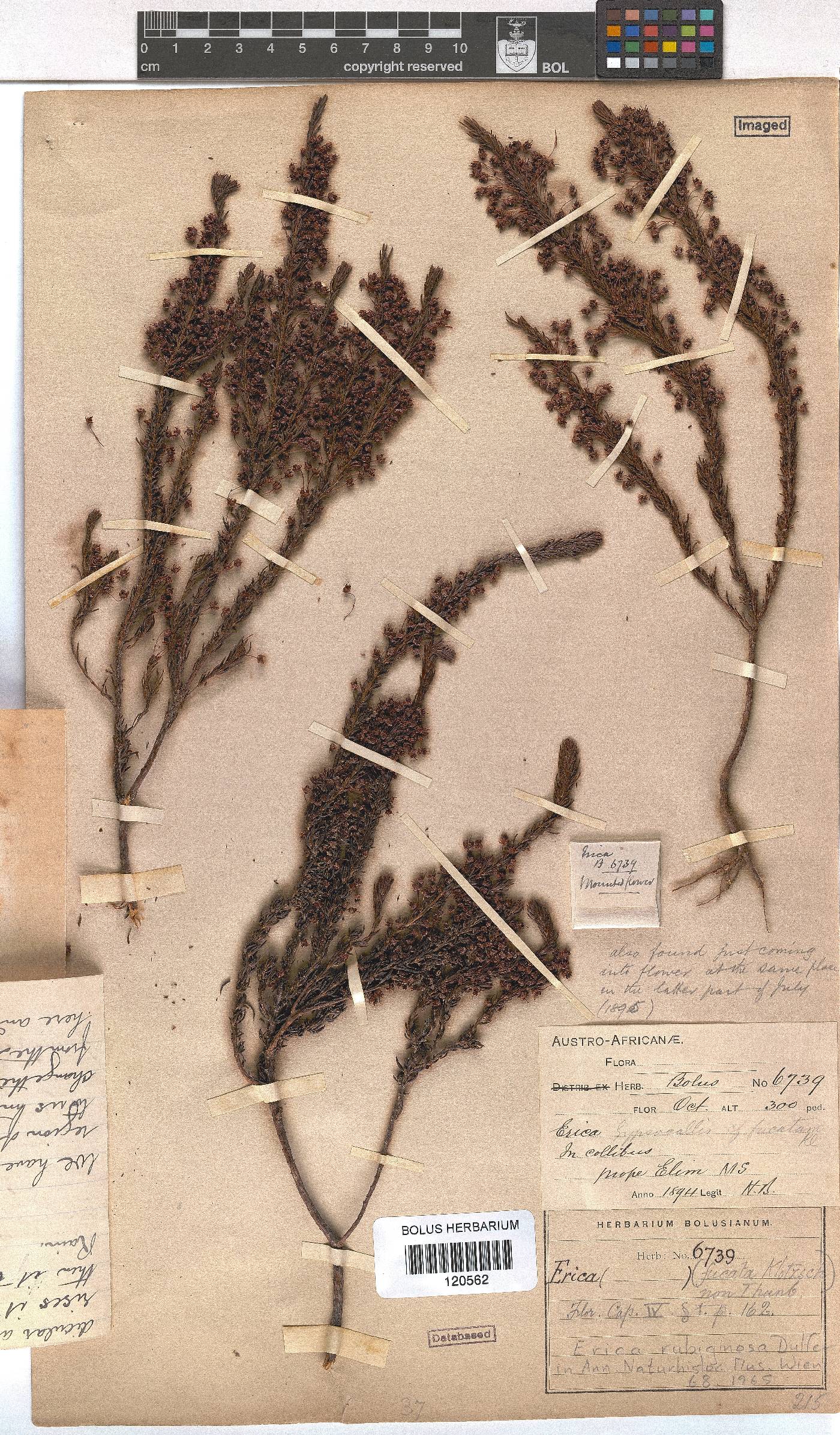 Erica rubiginosa image