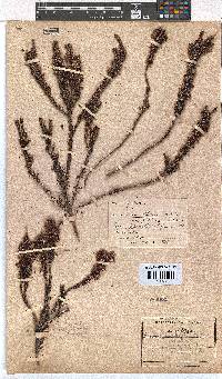 Erica rubiginosa image