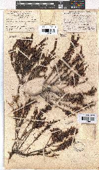 Erica rubiginosa image