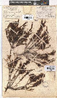 Erica rubiginosa image