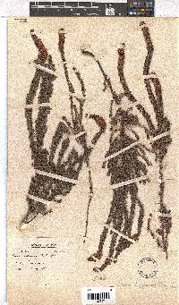 Erica hippurus image