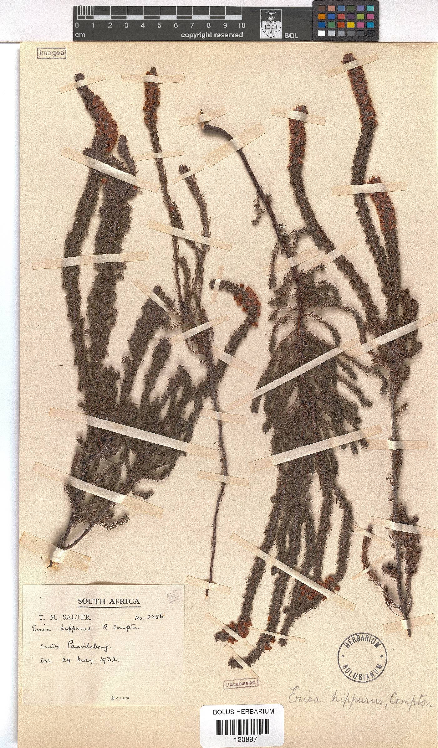 Erica hippurus image