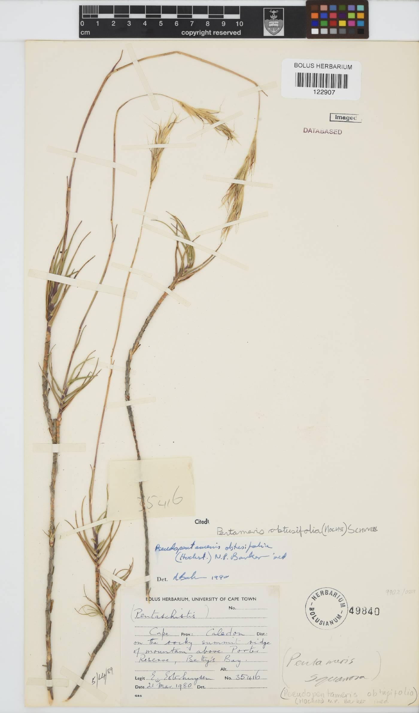 Pentameris obtusifolia image