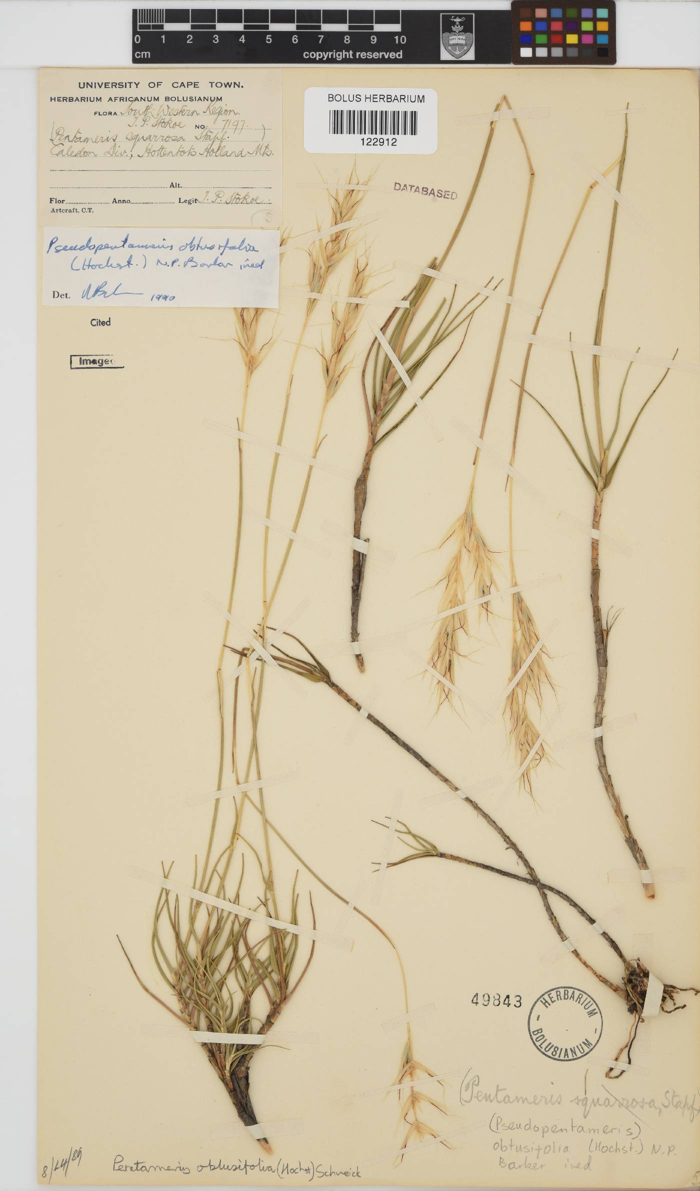 Pentameris obtusifolia image