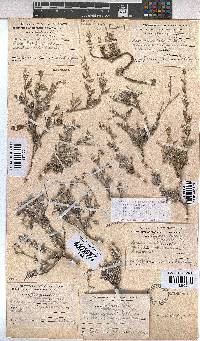 Hermannia pulverata image